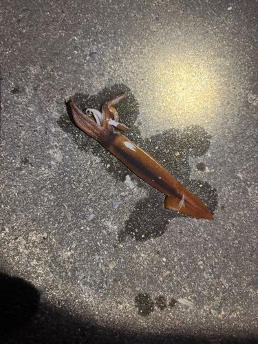 スルメイカの釣果