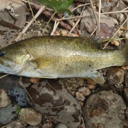 スモールマウスバス