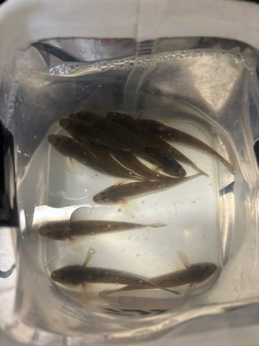 マハゼの釣果