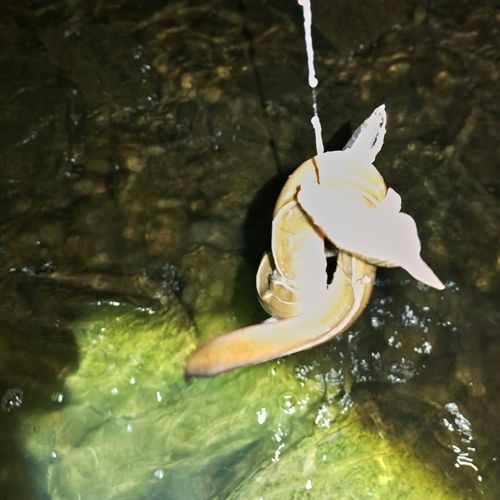 ウナギの釣果