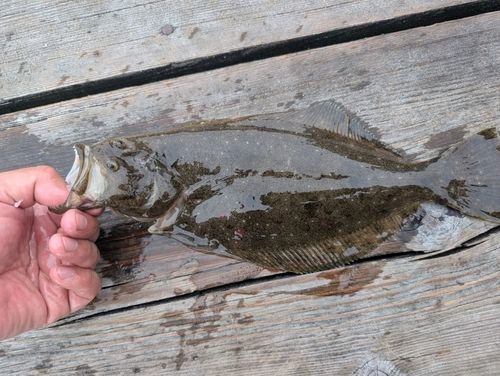 ヒラメの釣果