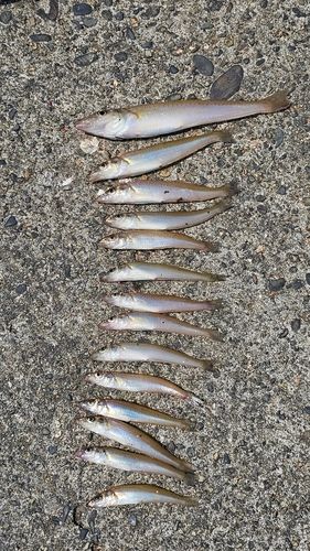 シロギスの釣果