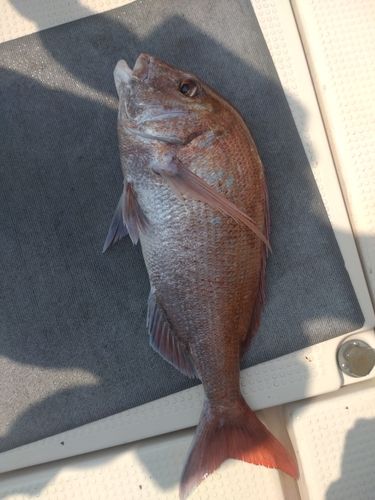 タイの釣果
