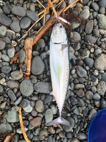 ソウダガツオの釣果