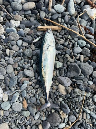 ソウダガツオの釣果