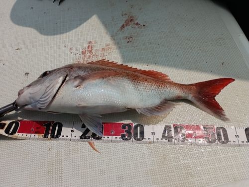 マダイの釣果