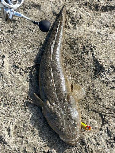 マゴチの釣果