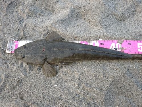 コチの釣果