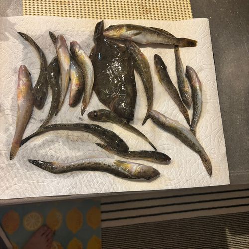 マハゼの釣果