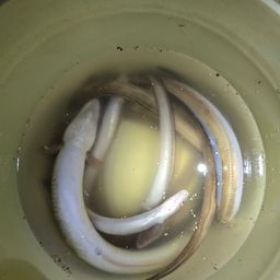 アナゴ