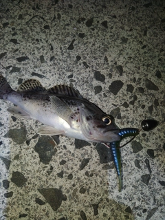 クロソイの釣果