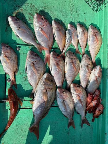 マダイの釣果