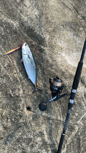 ソウダガツオの釣果
