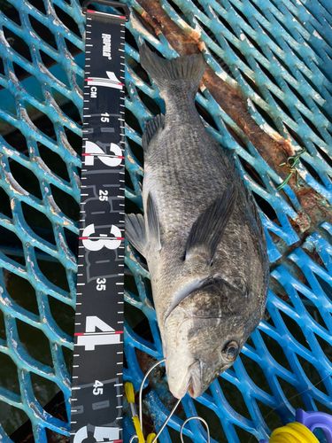 チヌの釣果