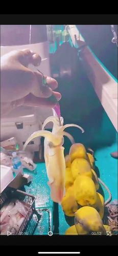 シロイカの釣果