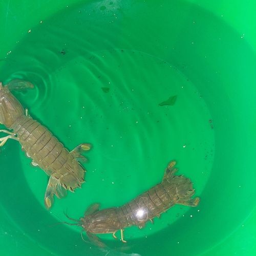 シャコの釣果