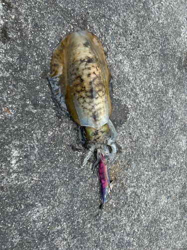 アオリイカの釣果