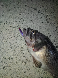 クロソイの釣果