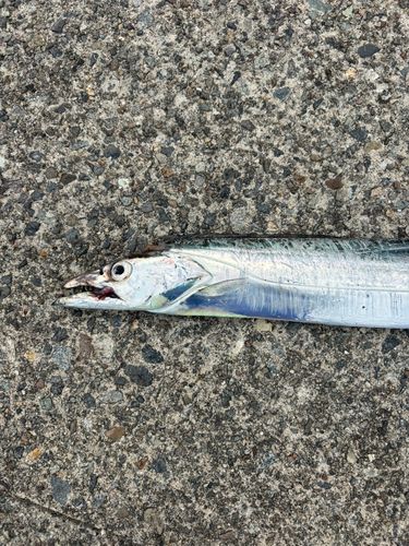 タチウオの釣果