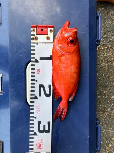 キントキダイの釣果
