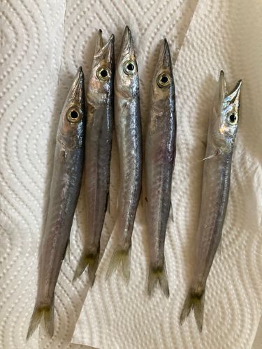 カマスの釣果