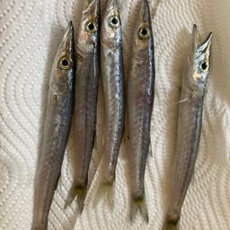 カマス