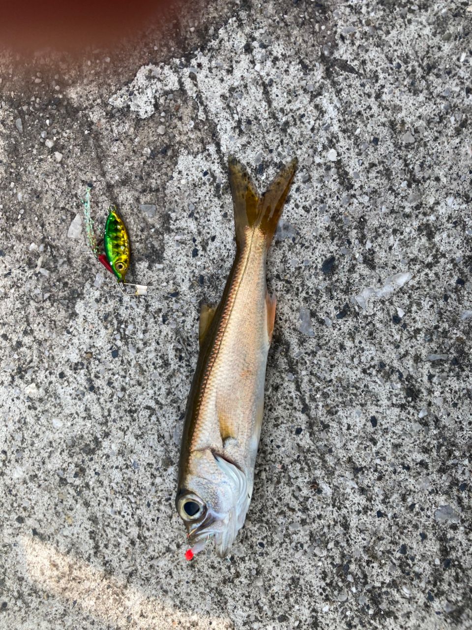 カマス