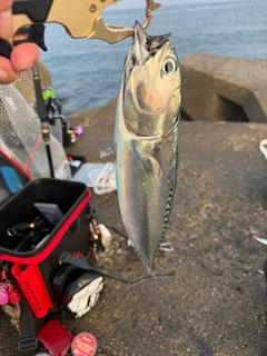 ソウダガツオの釣果