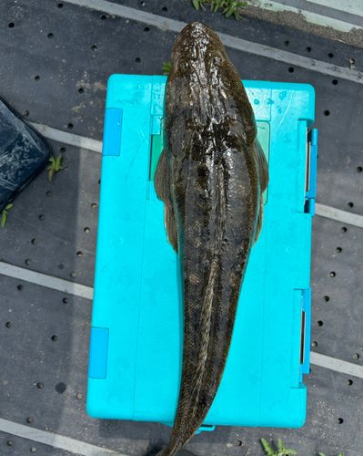 マゴチの釣果