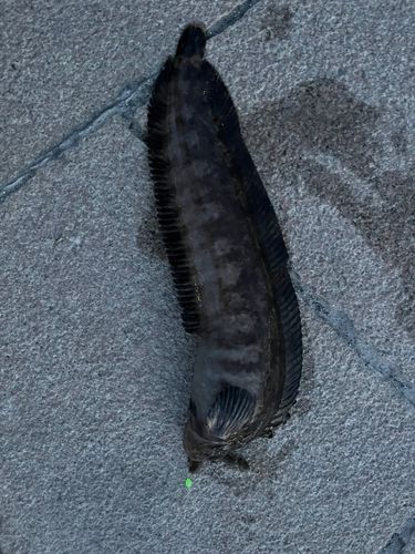 ギンポの釣果