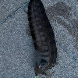 ギンポ