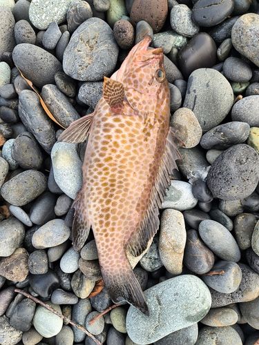オオモンハタの釣果