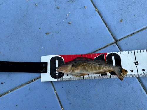 スジアイナメの釣果