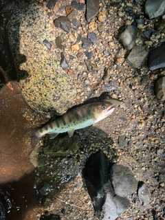 ヤマメの釣果