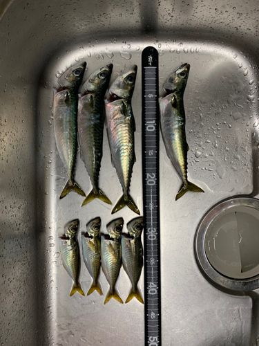 アジの釣果