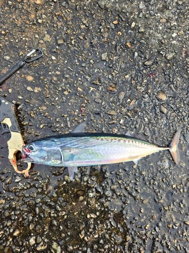 カツオの釣果