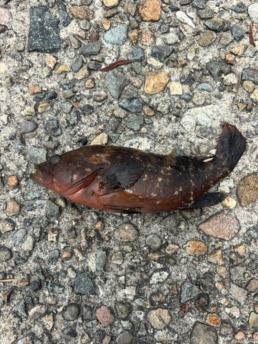 キジハタの釣果