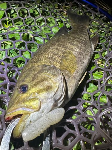 スモールマウスバスの釣果