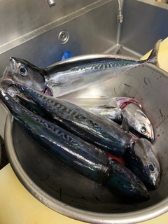 ソウダガツオの釣果