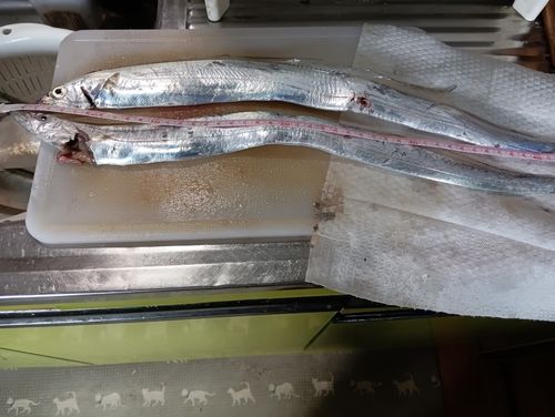 サバの釣果