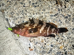 キジハタの釣果