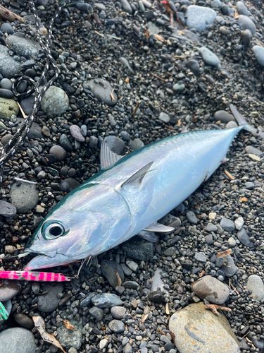 ソウダガツオの釣果