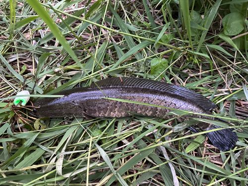 ライギョの釣果