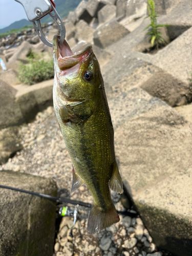 ブラックバスの釣果