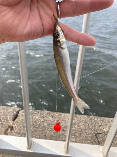 キスの釣果