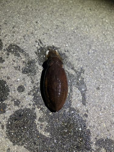 コウイカの釣果