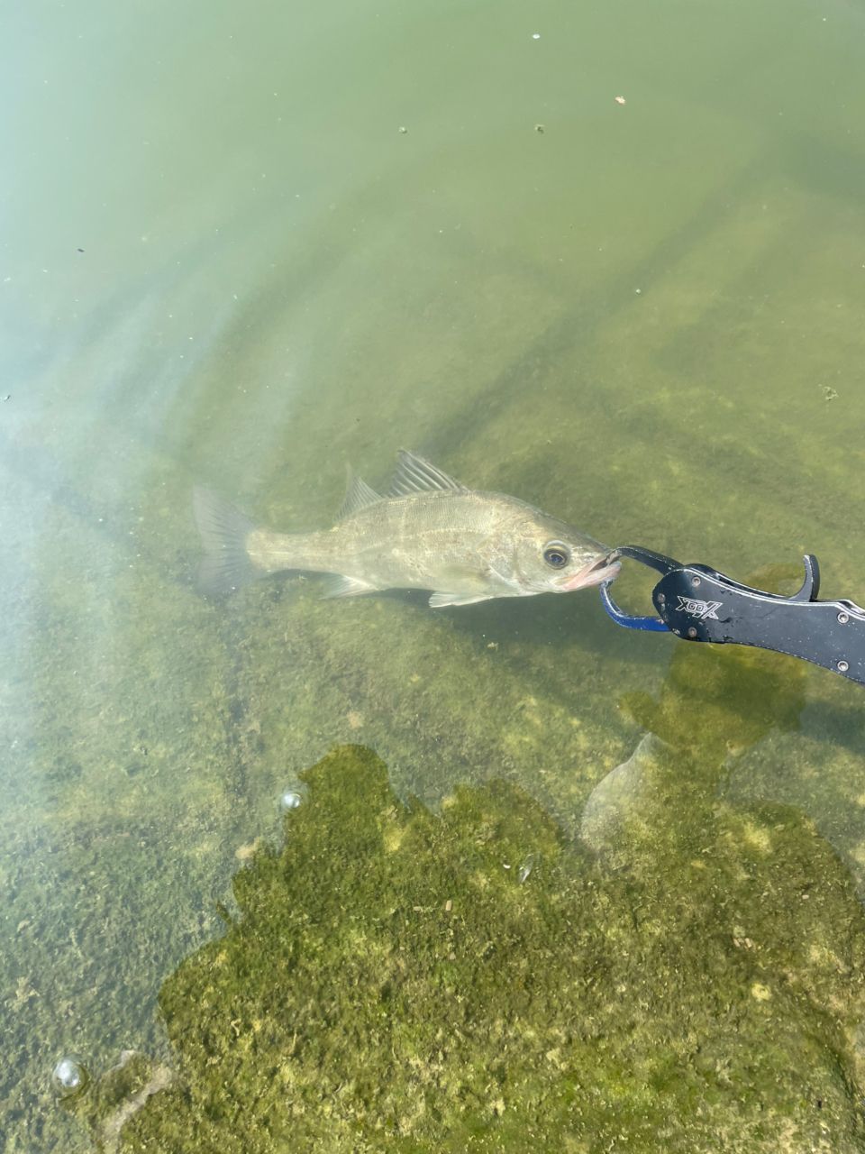 セイゴ（マルスズキ）