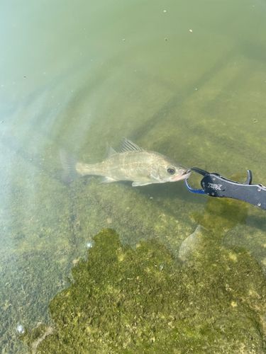 セイゴ（マルスズキ）の釣果