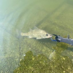 セイゴ（マルスズキ）