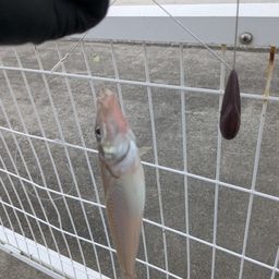 シロギス